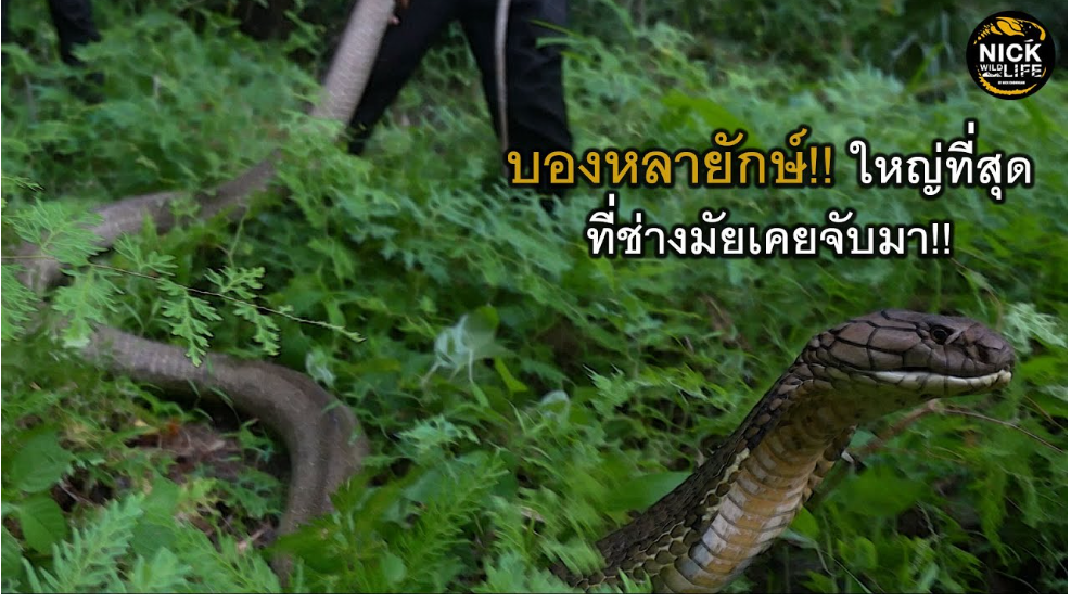 ลุยดิบ EP.184 บองหลาใหญ่ที่สุดที่ช่างมัยเคยจับมา!! ตัวนี้แปลกไม่ปกติ