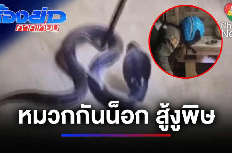 ระทึก ! “งูเห่าพ่นพิษสยาม” บุกบ้านพ่นพิษใส่ตาสุนัข | ห้องข่าวภาคเที่ยง