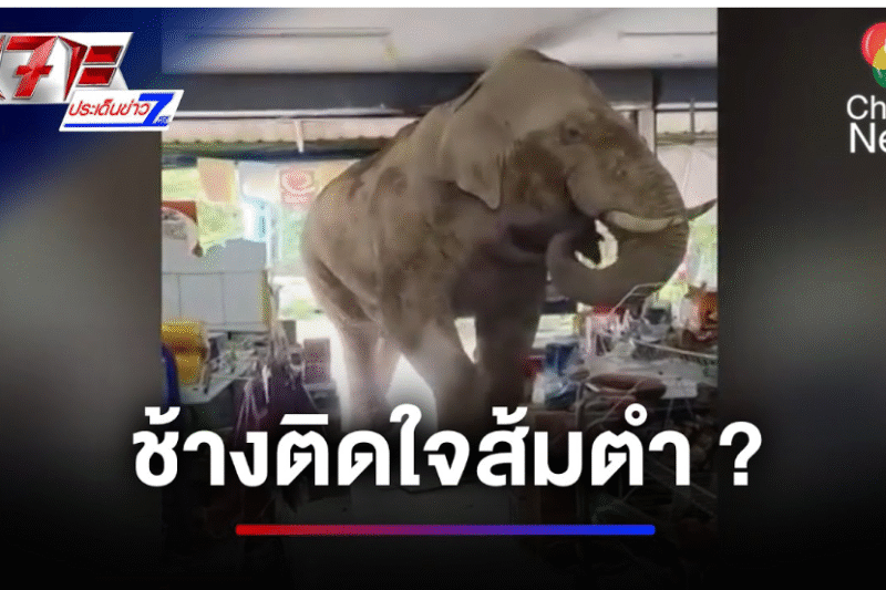 สงสัยติดใจ ! พลายเบี่ยงเล็ก ช้างป่าเขาใหญ่ บุกป่วนร้านส้มตำ | เจาะประเด็นข่าว